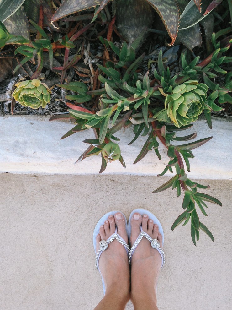 succulents everywhere