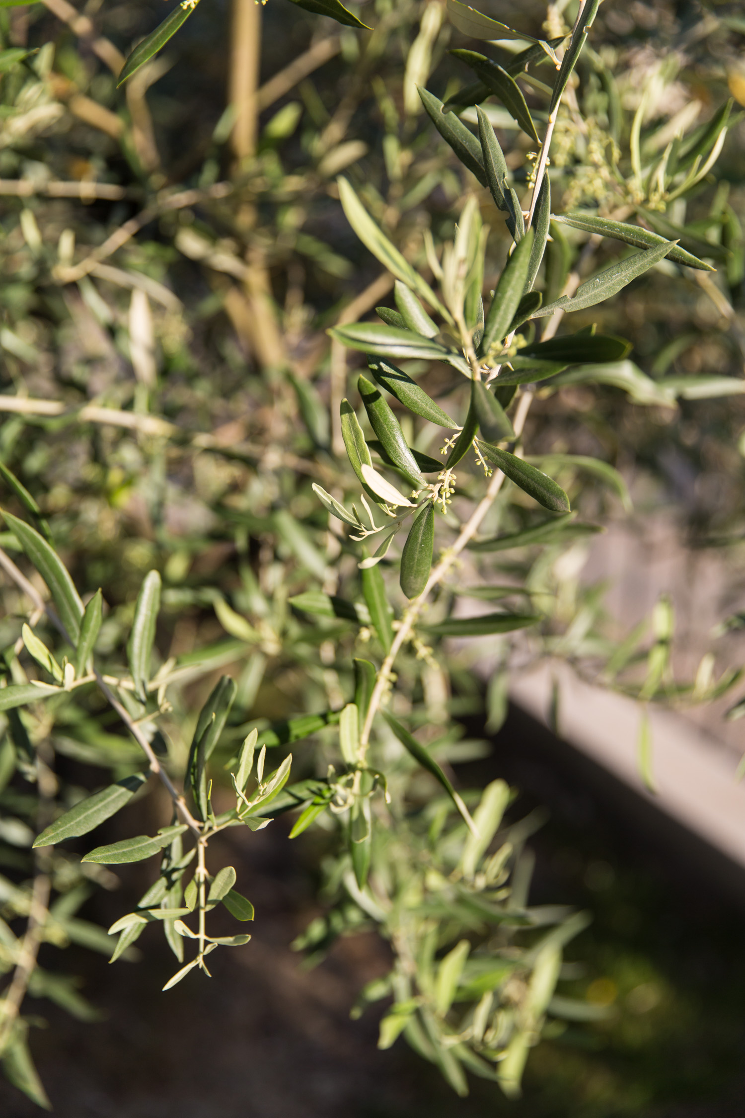 70percentpure at Chateau St Pierre de Serjac in the Languedoc